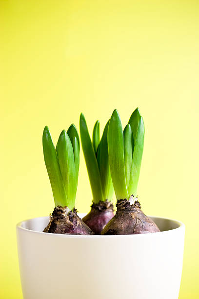 Growing Hyacinths stock photo