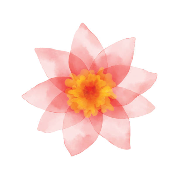 malowany różowy kwiat - lotus water lily isolated lily stock illustrations