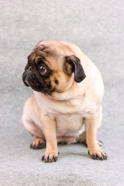 istock Pug dog with sad big eyes sits on a gray background 1209888075