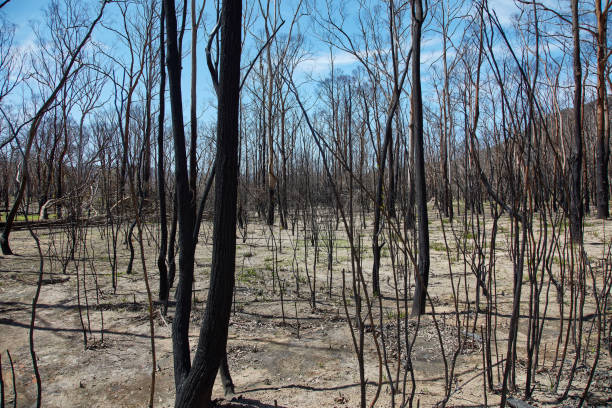 istock Burned out forest blocks in New South Wales 1209888964