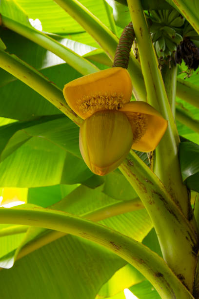 beautiful flower Bud on a banana palm.