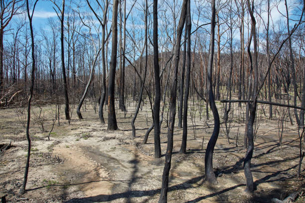 istock Burned out forest blocks in New South Wales 1209888994