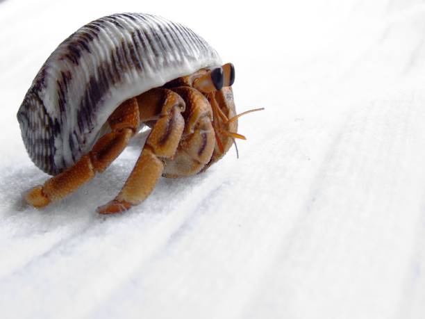 istock Land Hermit Crab Coenobita variabilis 1209889787