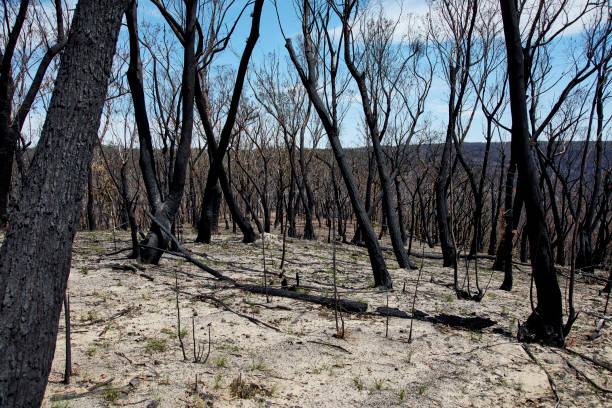 istock Burned out forest blocks in New South Wales 1209889863