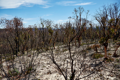 Scenes from sections of burned out forest blocks in the Blue Mountains, New South Wales, Australia.