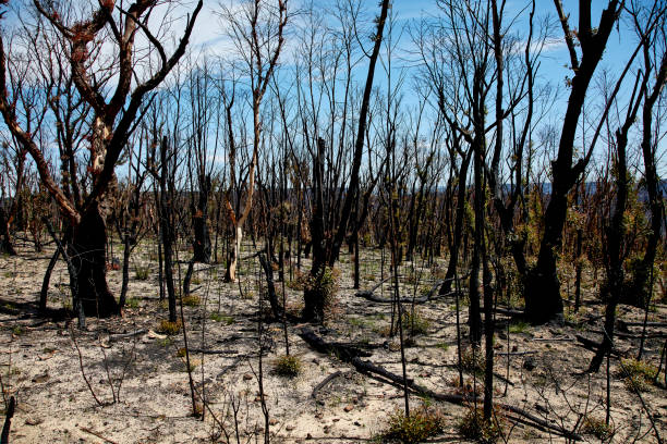 istock Burned out forest blocks in New South Wales 1209891259