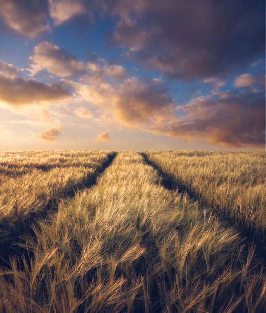 pistas que conducen a través de un campo de cebada hacia la puesta del sol - barley grass crop field fotografías e imágenes de stock