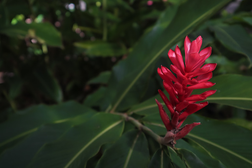 Green Plant with the Red Flower in the Deep Forest of the Guadeloupe Island, Caribbean islands