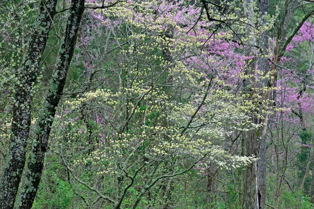 Vector illustration of Spring Forest with Dogwoods and Redbuds in Bloom