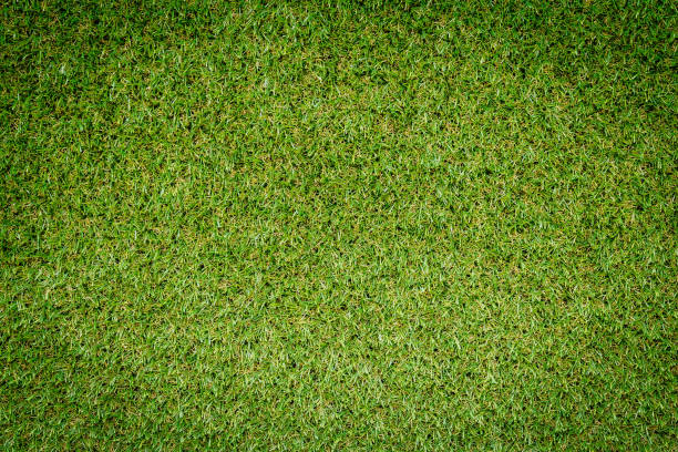 istock green grass texture with vintage filter can be use as background 1209893985