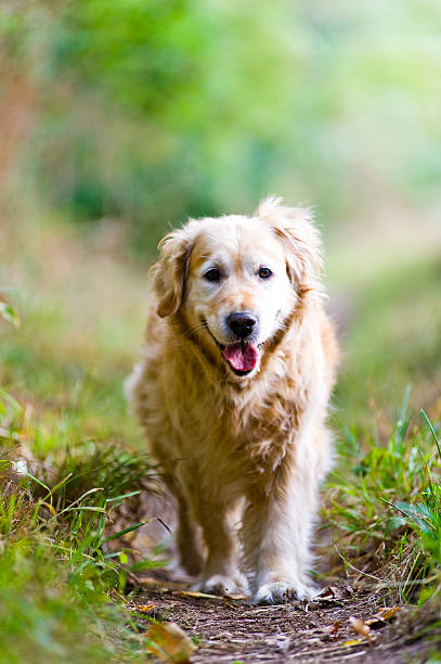 istock Beautiful Golden Retriever Running Towards the Camera 120989581