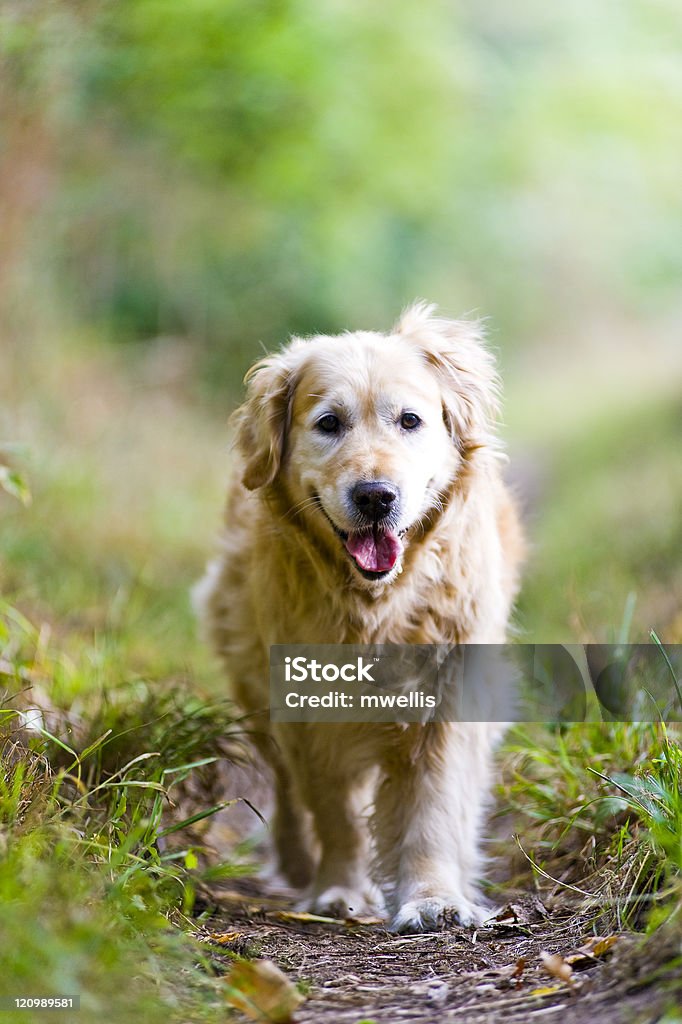 Beautiful Golden Retriever Running Towards the Camera A healthy, fit, beautiful, old, female golden retriever running towards the camera whilst getting some exercise on a walk in the countryside Dog Stock Photo