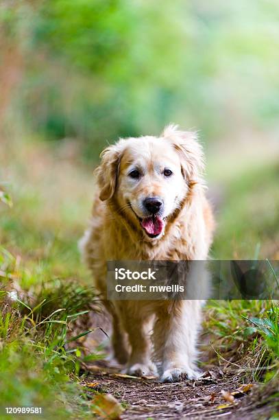 Beautiful Golden Retriever Running Towards The Camera Stock Photo - Download Image Now