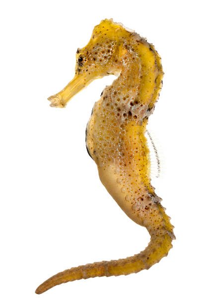 Slender seahorse, Hippocampus reidi yellowish, white background.  longsnout seahorse hippocampus reidi stock pictures, royalty-free photos & images