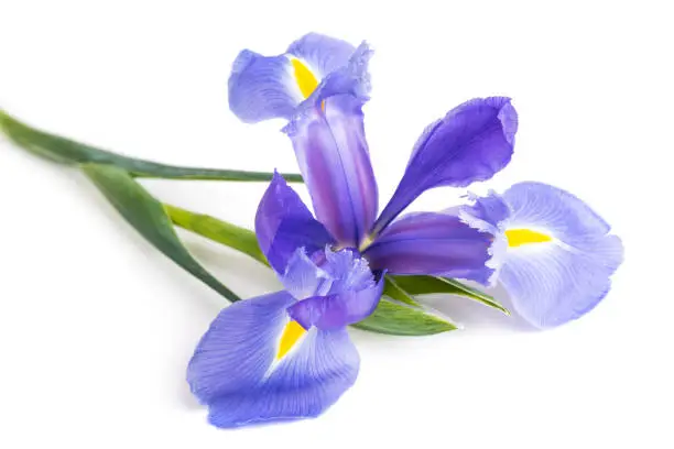 Iris flower isolated on white background