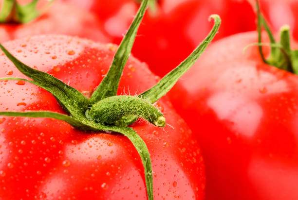 istock Ripe tomatoes with water drops, vegetable background 1209897566