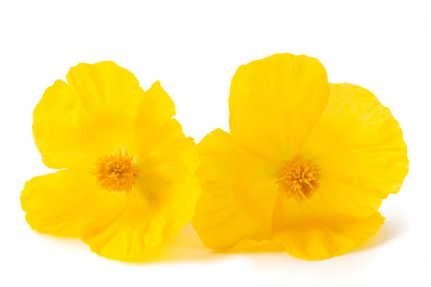 istock Yellow  poppy flowers 1209898767