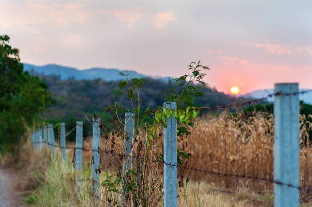 Old barbed wire fence and ranch with dried corn field the mountains in the distance