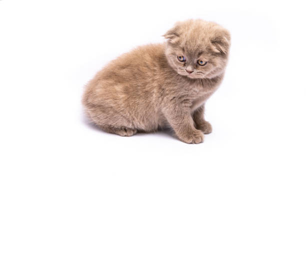 istock Newborn, Beige, Scottish Fold Kitten 1209899161