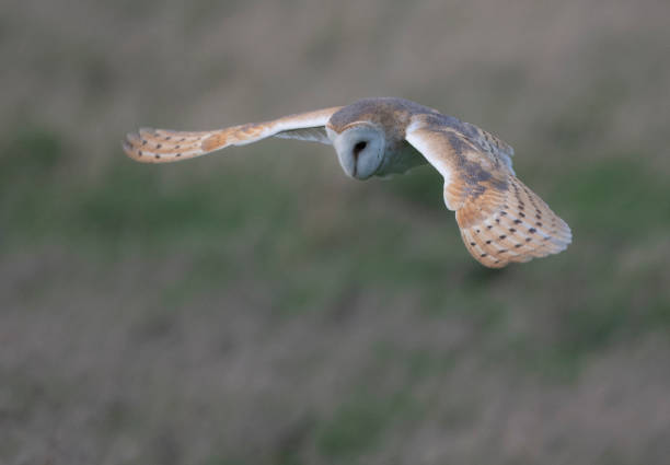 istock wild barn owl, tyto alba 1209899473