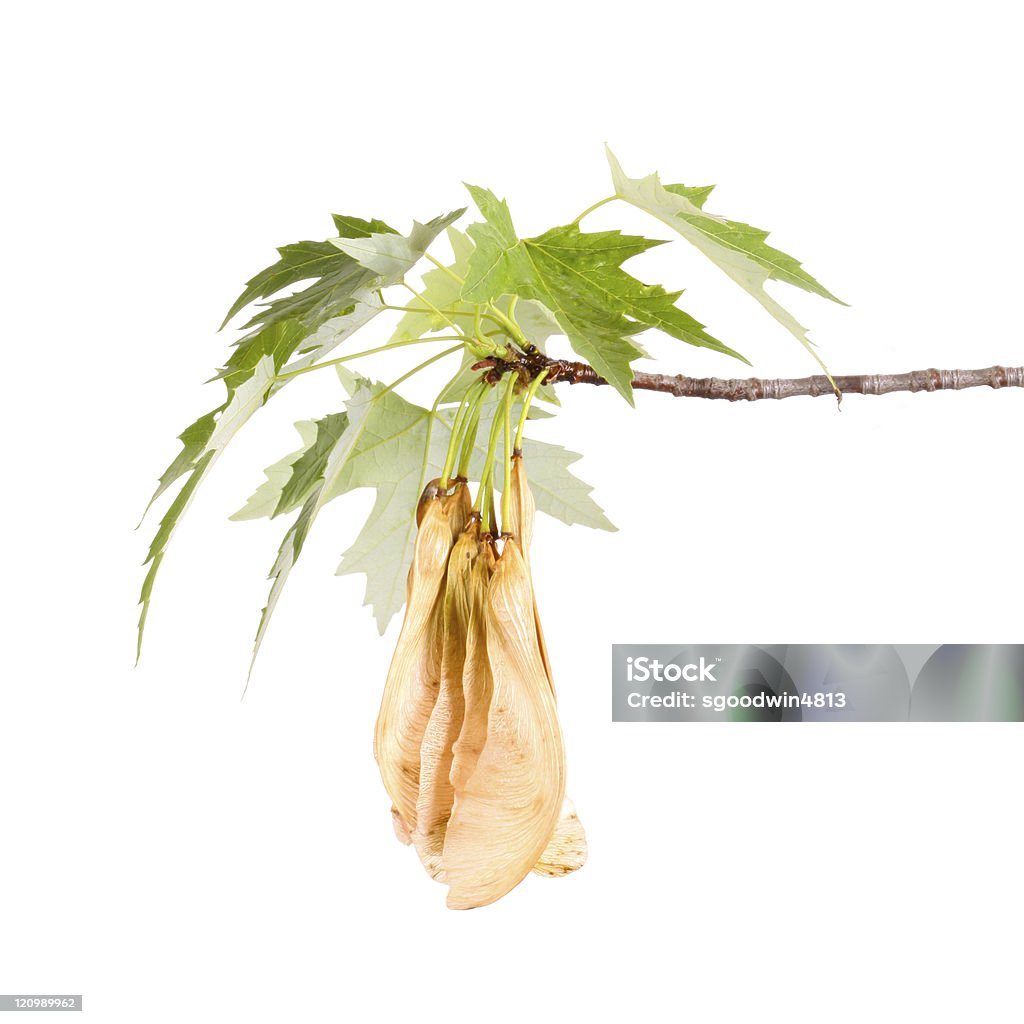 Maple ramo e samaras - Foto stock royalty-free di Acero