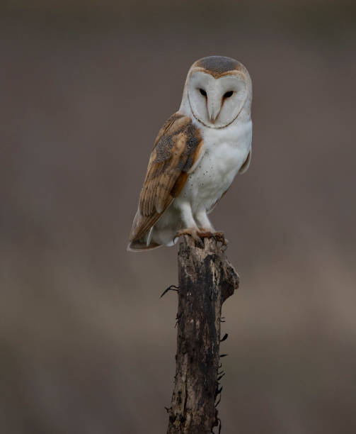 istock wild barn owl, tyto alba 1209899996