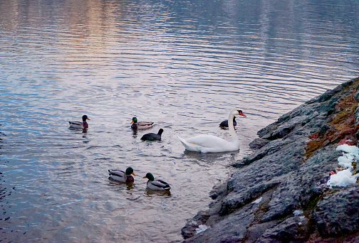 group of water poultry animal with leader in a herd including, wild duck teak goose and white swan swimming in the river, lake of Hallstatt tourism sightseeing attraction village, Austria.