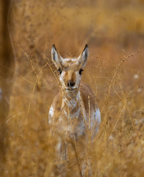 istock Baby Pronghorn. 1209903081