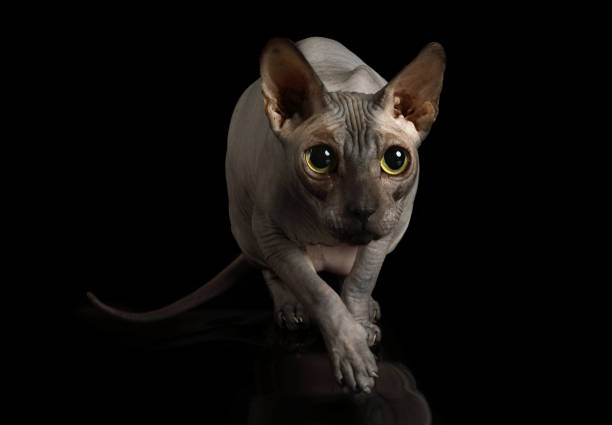 istock Hairless  Canadian Sphinx cat in the studio 1209903155