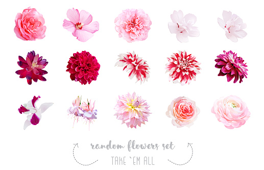 Watercolor style various flowers set. Coral, pink, fuchsia red, white colored. Vector illustration for simple, spring floral wedding design. Elegant decorations. Elements are isolated and editable