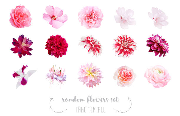 Watercolor style various flowers set. Watercolor style various flowers set. Coral, pink, fuchsia red, white colored. Vector illustration for simple, spring floral wedding design. Elegant decorations. Elements are isolated and editable rose flower stock illustrations