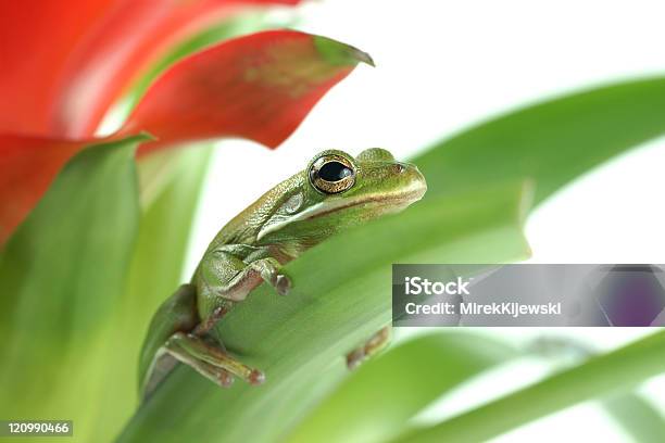 Квакша Litoria Infrafrenata — стоковые фотографии и другие картинки Амфибия - Амфибия, Белый фон, Глаз животного