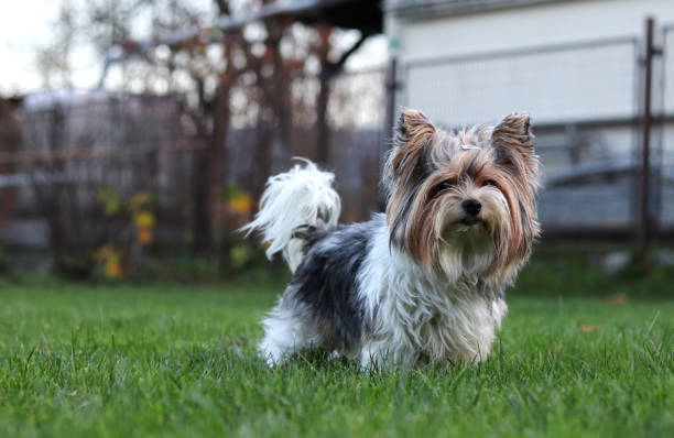 biewer yorkshire terrier parece reina. toma una posición importante delante de sus súbditos. retrato de yorkshire en el jardín. hermosa modelo se destaca en toda la belleza. espectáculo al aire libre para perros. acción - princess queen nobility glamour fotografías e imágenes de stock