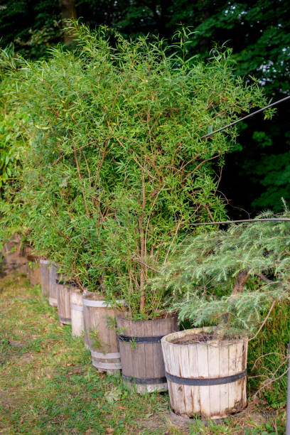 istock Green plants in rustic wooden barrel planters 1209906520
