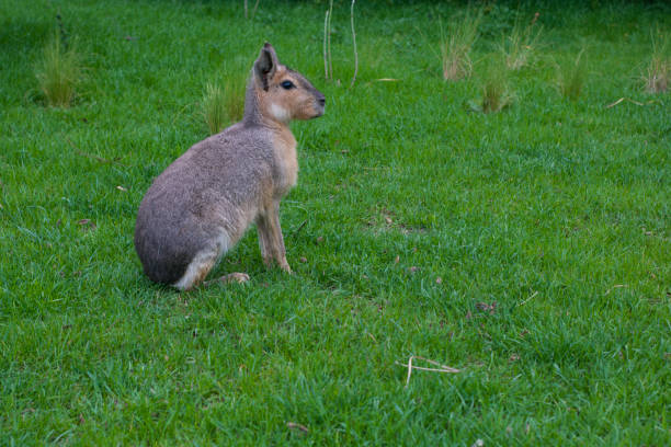 A wild patagonian mara living free in nature