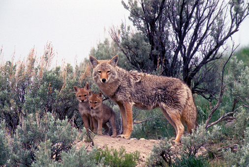 Coyote con cachorros jóvenes Den DogFamily Yellowstone National Park Montana photo
