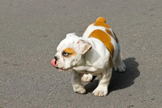Photo of Bulldog lick