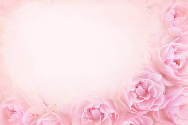 Pink spring blooming flowers or summer blossoming delicate roses festive background, pastel and soft bouquet floral card, selective focus, toned