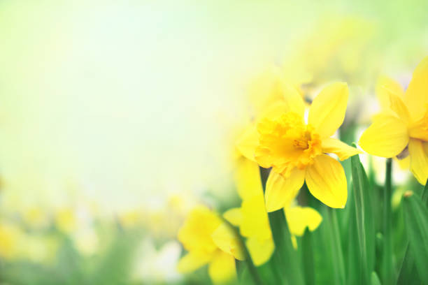 istock Spring blossoming yellow daffodils in garden, springtime blooming narcissus flowers 1209909199