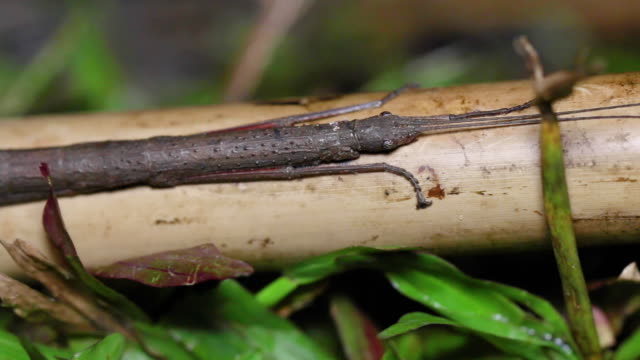Closeup stick insect or Phasmids (Phasmatodea or Phasmatoptera) sitting on a wood.