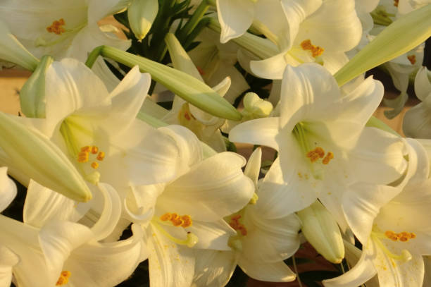 istock Blossoming flowers of ornate daffodils 1209911637