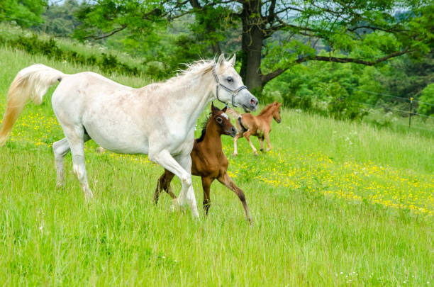 istock arabian horses - mares with foals move in the herd in the pasture 1209911651