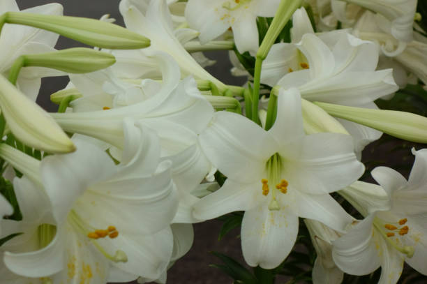 istock Blossoming flowers of ornate daffodils 1209911707