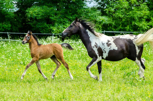 istock arabian horses - mare with foal galloping at the pasture 1209912006