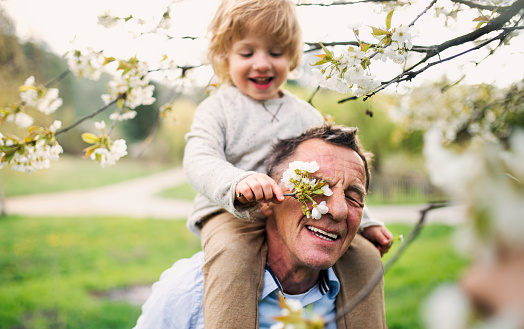 Senior grandfather with toddler grandson standing in nature in spring, giving piggyback ride.