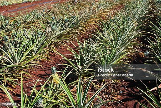 Czerwony Zanieczyszczenia Ananas Plantation Hawaje - zdjęcia stockowe i więcej obrazów Ananas - Ananas, Bez ludzi, Botanika