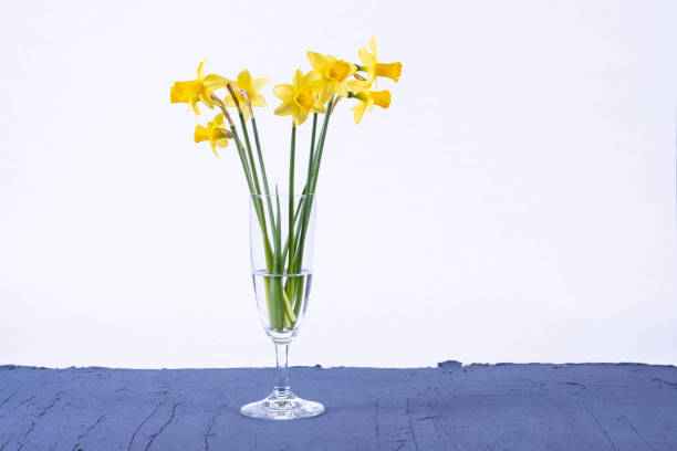 istock young daffodils stand in a vase on a table 1209913734