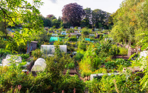 Allotment gardens in Edinburgh, Scotland in summer.