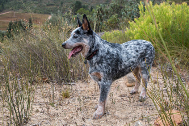 istock Australian Cattle Dog or Blue Heeler Puppy outdoors standing 1209915231