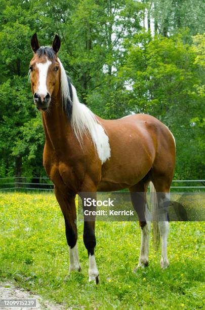 Stiptheid Snel verlichten Paint Or Pinto Horse In The Pasture Halfarabian Gelding Looks Attentively  Stock Photo - Download Image Now - iStock